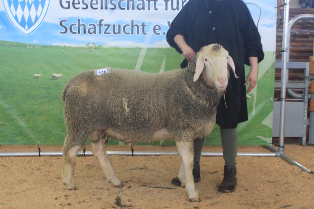 kat_116_de010995681579