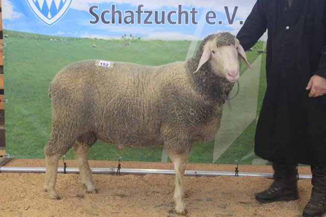 kat_152_de010991790636