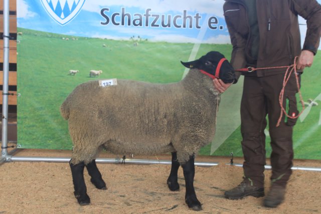 kat_197_de010991550736