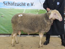 2025 Bilder 1A Tiere &raquo; 2025 1A Tiere Ansbach 25.02.2025
