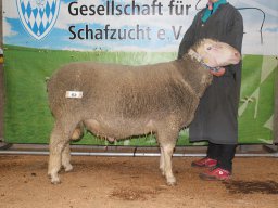 2025 Bilder 1A Tiere &raquo; 2025 1A Tiere Ingolstadt 21.01.2025