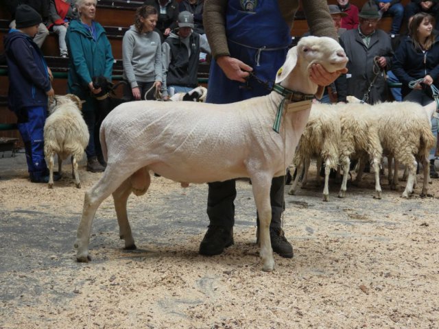 DE010990050120 BY-SM