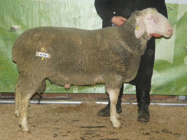 DE010992722295 BY-RR