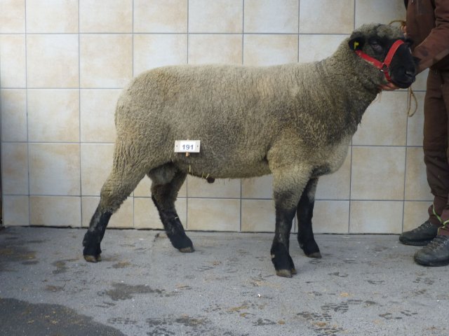 DE010991140342 BY-MS