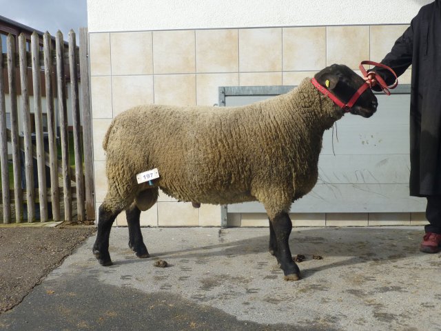 DE010991550815 BY-TD