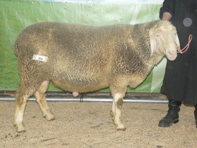 DE010996482708 BY-FR