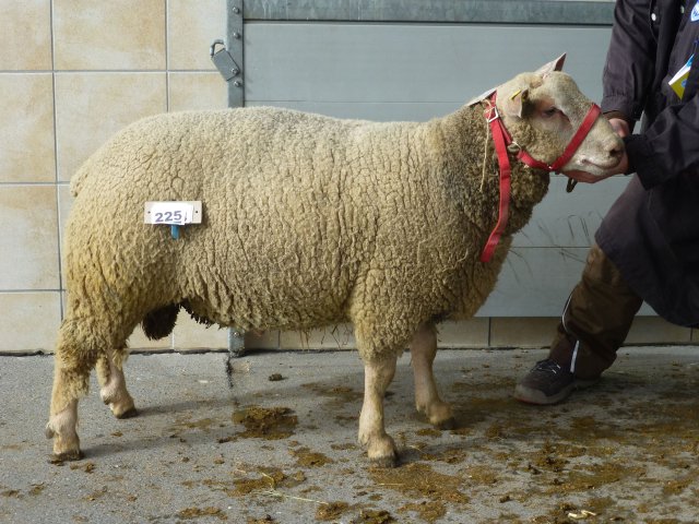 DE010991220058 BY-GS