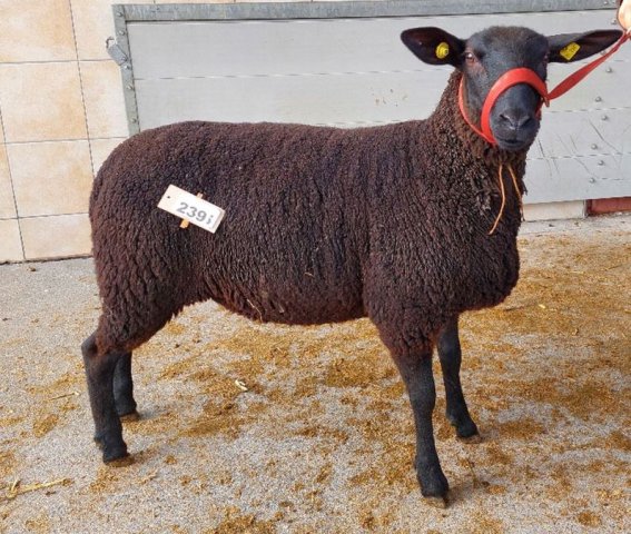 DE010990440120 BY-TH