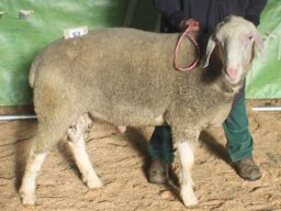 2024 Bilder 1A Tiere &raquo; 2024:  Elite Böcke Bayern Merinolandschafe